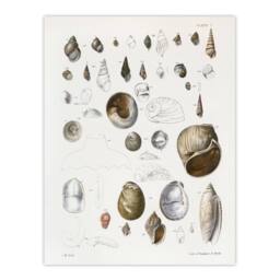 "Artery8 James De Kay Seashell Variety Illustration Wall Art Print in White - Size: W12"" x H16""" - thumbnail 1