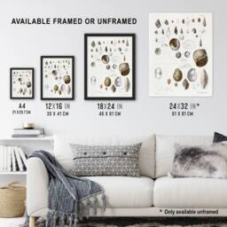 "Artery8 James De Kay Seashell Variety Illustration Wall Art Print in White - Size: W12"" x H16""" - thumbnail 3