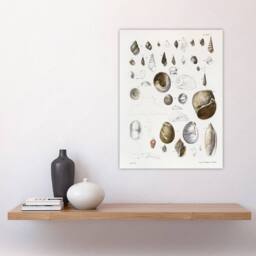 "Artery8 James De Kay Seashell Variety Illustration Wall Art Print in White - Size: W12"" x H16""" - thumbnail 4