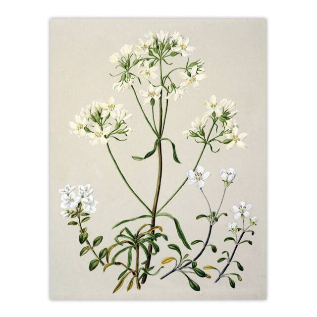 "Artery8 New Zealand White Gentiana Flowers Featon Wall Art Poster Print in Beige - Size: W18"" x H24""" - image 1