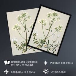 "Artery8 New Zealand White Gentiana Flowers Featon Wall Art Poster Print in Beige - Size: W18"" x H24""" - thumbnail 2