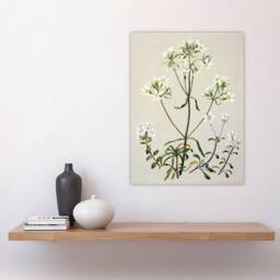 "Artery8 New Zealand White Gentiana Flowers Featon Wall Art Poster Print in Beige - Size: W18"" x H24""" - thumbnail 4
