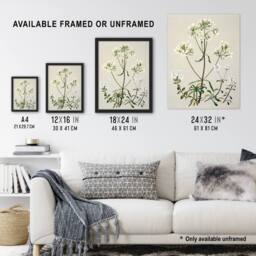 "Artery8 New Zealand White Gentiana Flowers Featon Wall Art Poster Print in Beige - Size: W18"" x H24""" - thumbnail 3