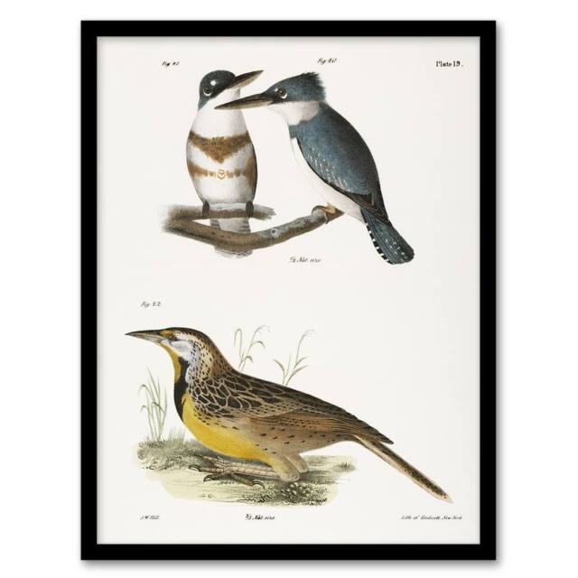 Artery8 James De Kay Belted Kingfisher & Meadow Lark Framed Wall Art Print in White - Size: A4 - image 1