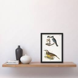 Artery8 James De Kay Belted Kingfisher & Meadow Lark Framed Wall Art Print in White - Size: A4 - thumbnail 4