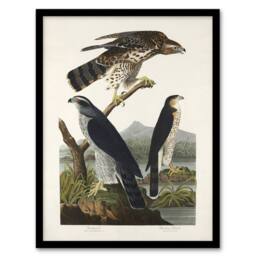 "Artery8 Goshawk & Stanley Hawk Audubon Nature Framed Wall Art Print in White - Size: W12"" x H16""" - thumbnail 1