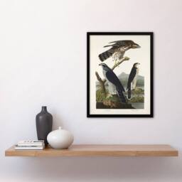 "Artery8 Goshawk & Stanley Hawk Audubon Nature Framed Wall Art Print in White - Size: W12"" x H16""" - thumbnail 4