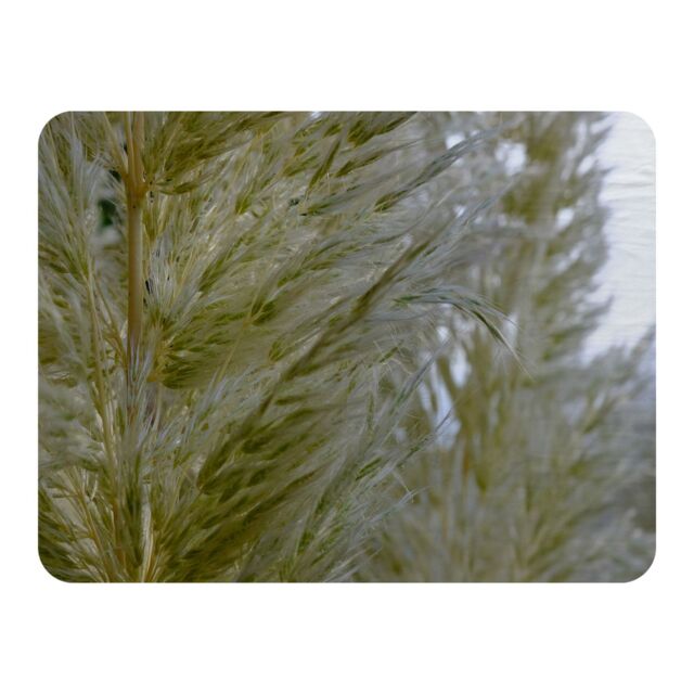 Benjamin Tate Design autumn pampas grass close up Designer Blanket in Natural - Size: 120 cm x 150 cm - image 1