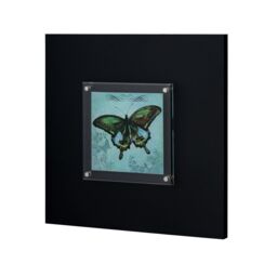 Orsina Butterfly 1 Framed Wall Art Home Wall Décor in Black - thumbnail 3