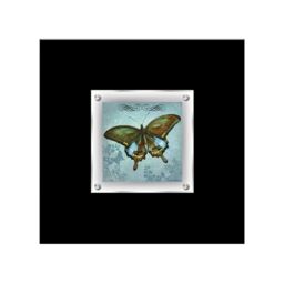 Orsina Butterfly 1 Framed Wall Art Home Wall Décor in Black - thumbnail 1