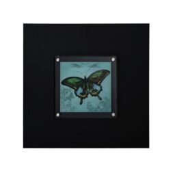 Orsina Butterfly 1 Framed Wall Art Home Wall Décor in Black - thumbnail 2