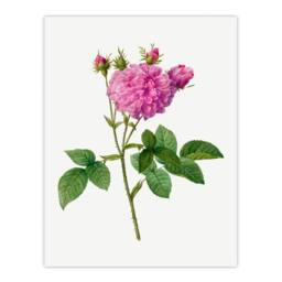 Artery8 Pierre Joseph Redoute Framed Wall Art Agatha Rose Vintage Floral in White - Size: A4 - thumbnail 3