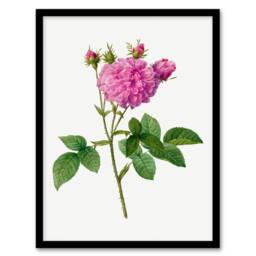 Artery8 Pierre Joseph Redoute Framed Wall Art Agatha Rose Vintage Floral in White - Size: A4 - thumbnail 1