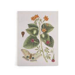 "Artery8 Great Moth Tievine & Geiger Tree Flowers Catesby Canvas Wall Art - Size: W18"" x H24""" - thumbnail 1
