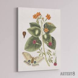 "Artery8 Great Moth Tievine & Geiger Tree Flowers Catesby Canvas Wall Art - Size: W18"" x H24""" - thumbnail 2
