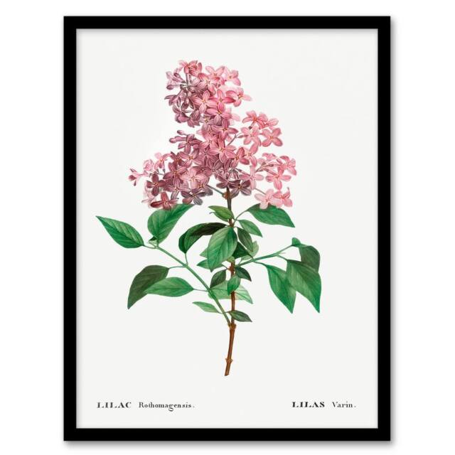 Artery8 Redoute Framed Wall Art Chinese Lilac Vintage Floral Illustration in White - Size: A4 - image 1
