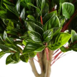Leaf 90cm Pair of UV Resistant Gloxinia Ball Topiary with 1608 Leaves & Natural Trunk in Green - thumbnail 3
