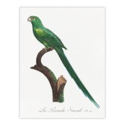 "Artery8 The Long Tailed Parakeet Francois Levaillant Wall Art Poster Print in White - Size: W12"" x H16""" - thumbnail 1