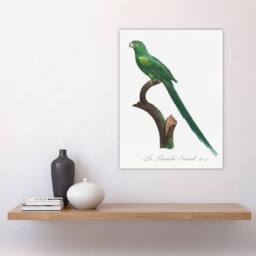 "Artery8 The Long Tailed Parakeet Francois Levaillant Wall Art Poster Print in White - Size: W12"" x H16""" - thumbnail 4