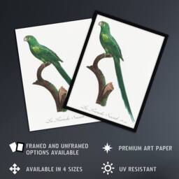 "Artery8 The Long Tailed Parakeet Francois Levaillant Wall Art Poster Print in White - Size: W12"" x H16""" - thumbnail 2