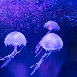 Menkind RED5 Jellyfish Soothing Oval LED Lamp in Clear - thumbnail 2