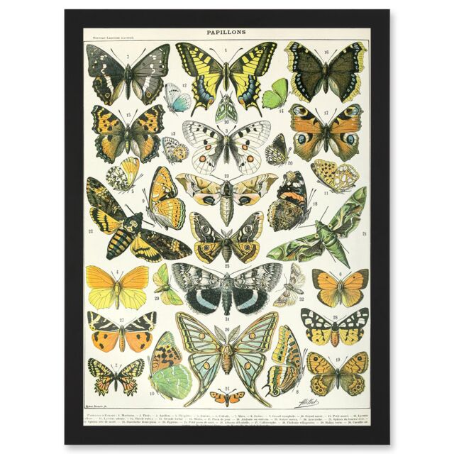 Artery8 Butterflies Moths Lepidopterists A4 Artwork Framed Wall Art Print in Black - image 1