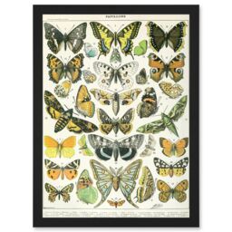 Artery8 Butterflies Moths Lepidopterists A4 Artwork Framed Wall Art Print in Black - thumbnail 1