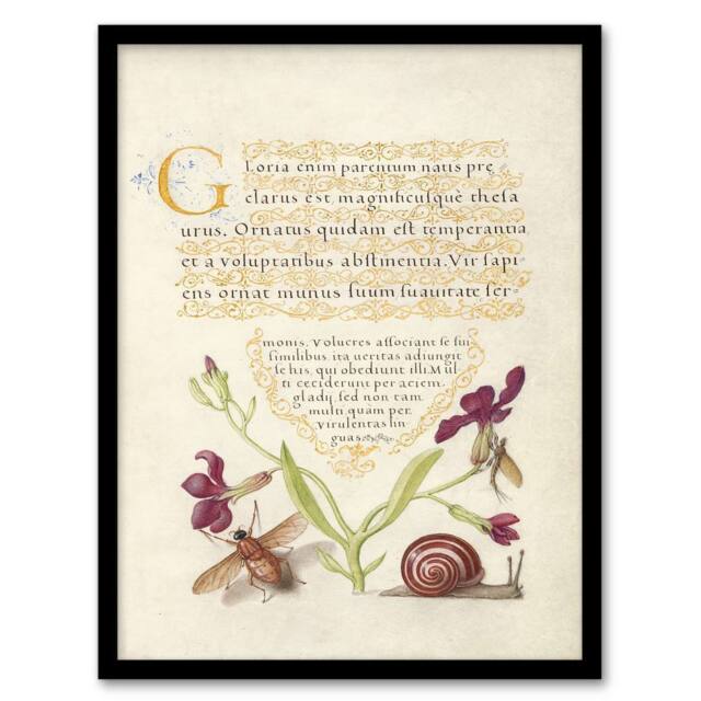 Artery8 Model Book of Calligraphy Framed Wall Art Gillyflower Fly Mayfly & Snail in Beige - Size: A4 - image 1