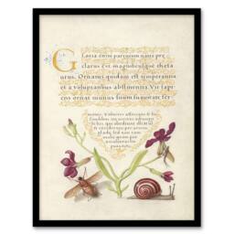 Artery8 Model Book of Calligraphy Framed Wall Art Gillyflower Fly Mayfly & Snail in Beige - Size: A4 - thumbnail 1