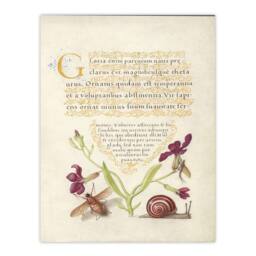 Artery8 Model Book of Calligraphy Framed Wall Art Gillyflower Fly Mayfly & Snail in Beige - Size: A4 - thumbnail 3