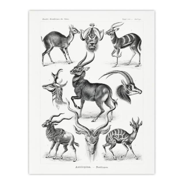 "Artery8 Antelope Savanna Africa Haeckel Botanical Wall Art Print Poster in White - Size: W12"" x H16""" - image 1
