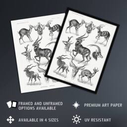 "Artery8 Antelope Savanna Africa Haeckel Botanical Wall Art Print Poster in White - Size: W12"" x H16""" - thumbnail 2