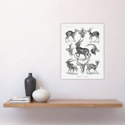 "Artery8 Antelope Savanna Africa Haeckel Botanical Wall Art Print Poster in White - Size: W12"" x H16""" - thumbnail 4