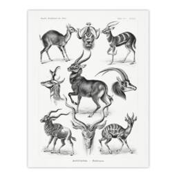"Artery8 Antelope Savanna Africa Haeckel Botanical Wall Art Print Poster in White - Size: W12"" x H16""" - thumbnail 1