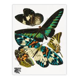 Artery8 Eugene Seguy Framed Wall Art Print Vintage Butterflies Green Blue - Size: A4 - thumbnail 3