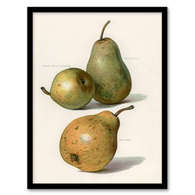 Artery8 John Wright Framed Wall Art Vintage Illustration of Pear Varieties in White - Size: A4 - image 1