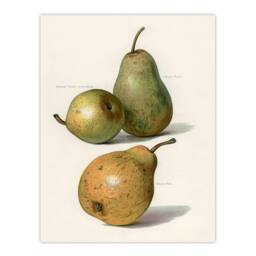 Artery8 John Wright Framed Wall Art Vintage Illustration of Pear Varieties in White - Size: A4 - thumbnail 3