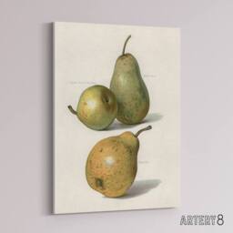 "Artery8 Vintage Illustration of Pear Varieties Wright Canvas Wall Art Print in White - Size: W12"" x H16""" - thumbnail 2