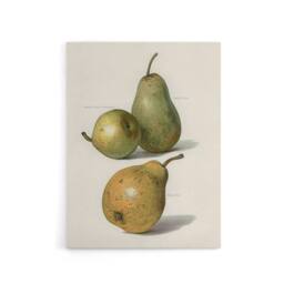 "Artery8 Vintage Illustration of Pear Varieties Wright Canvas Wall Art Print in White - Size: W12"" x H16""" - thumbnail 1