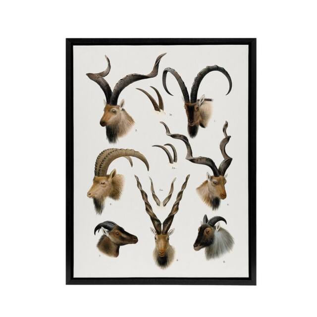 "Artery8 Vintage Illustration Bovidae Animals Lydekker Framed Canvas Wall Art in White - Size: W12"" x H16""" - image 1