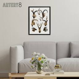 "Artery8 Vintage Illustration Bovidae Animals Lydekker Framed Canvas Wall Art in White - Size: W12"" x H16""" - thumbnail 3