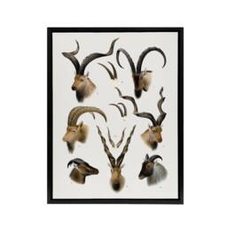"Artery8 Vintage Illustration Bovidae Animals Lydekker Framed Canvas Wall Art in White - Size: W12"" x H16""" - thumbnail 1