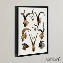 "Artery8 Vintage Illustration Bovidae Animals Lydekker Framed Canvas Wall Art in White - Size: W12"" x H16""" - thumbnail 2