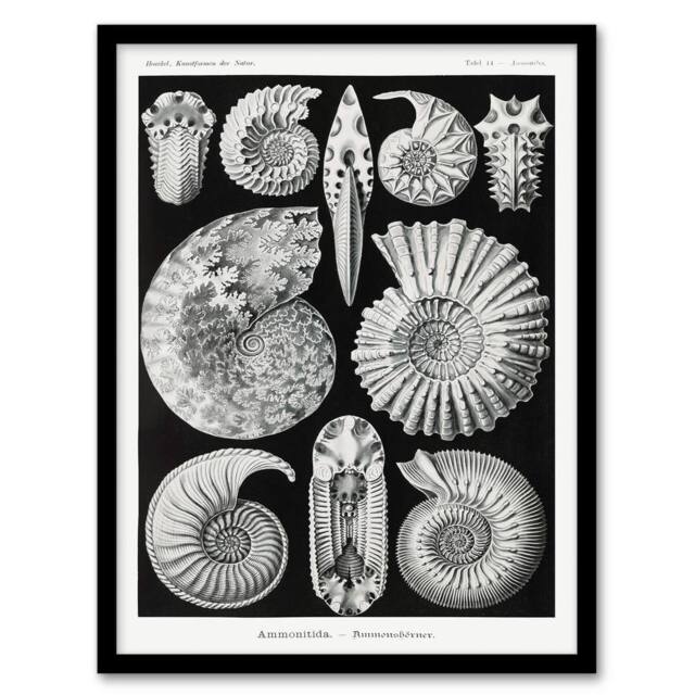Artery8 Ernst Haeckel Framed Wall Art Print Ammonite Fossil Cephalopods in Black - Size: A4 - image 1