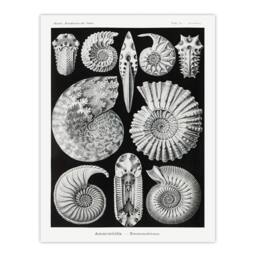Artery8 Ernst Haeckel Framed Wall Art Print Ammonite Fossil Cephalopods in Black - Size: A4 - thumbnail 3