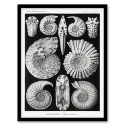 Artery8 Ernst Haeckel Framed Wall Art Print Ammonite Fossil Cephalopods in Black - Size: A4 - thumbnail 1