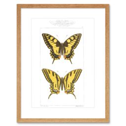 "Artery8 Wall Art Print Butterflies Black & Yellow Art Framed 9x7 inch in Beige - Size: W7"" x H9""" - thumbnail 1