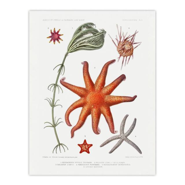 "Artery8 Deep Sea Starfish Marine Life Albert I Wall Art Poster Print in White - Size: W12"" x H16""" - image 1