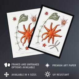 "Artery8 Deep Sea Starfish Marine Life Albert I Wall Art Poster Print in White - Size: W12"" x H16""" - thumbnail 2