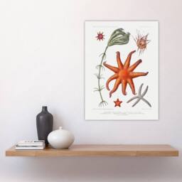 "Artery8 Deep Sea Starfish Marine Life Albert I Wall Art Poster Print in White - Size: W12"" x H16""" - thumbnail 4